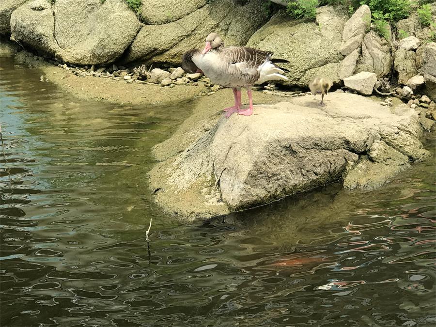 天鵝湖風(fēng)景區(qū)（泰山）速覽！(圖15)